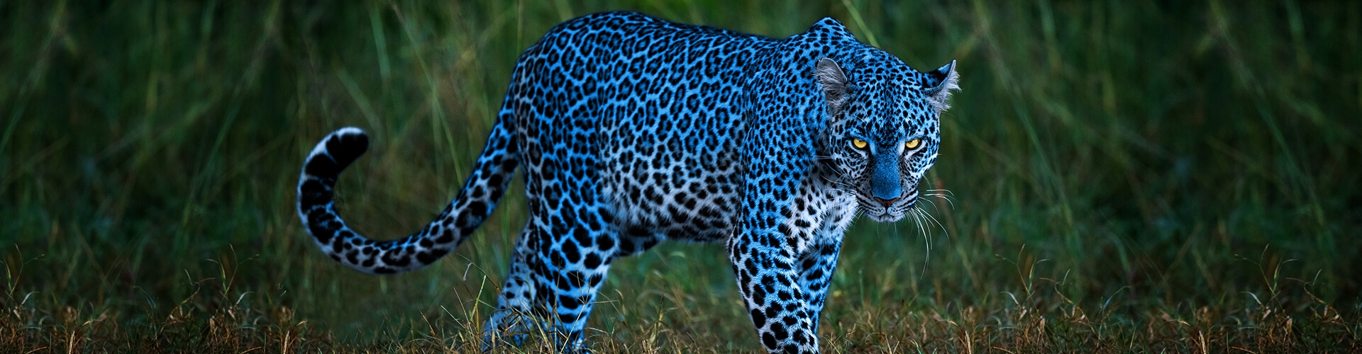 1920x500_top_banner_leopard.jpg